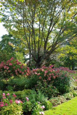 Tall tree surrounded by colorful flowers clipart