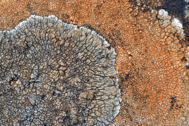 Bir kayanın üzerindeki kabuklu zambakların makrofotoğrafçılığı