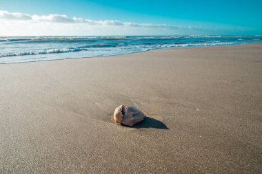 Denize bakan kumda salyangoz