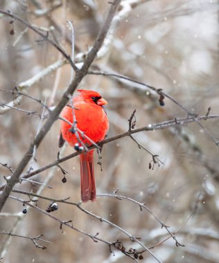 Parlak kırmızı erkek karlı kış gününde karlı bir dalda tünemiş kardinal kuş..