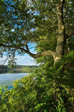 Massachusetts 'te sakin bir göletin üzerindeki kırmızı meşe ağacı kuleleri.