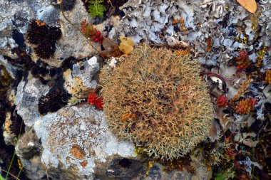 The fruticose lichen Cladonia rangiformis on a limestone soil clipart