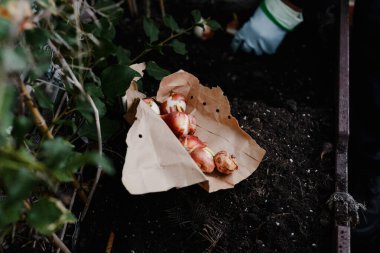 Lale Ampulleri Bahçe Topraklarında Bitmeye Hazır