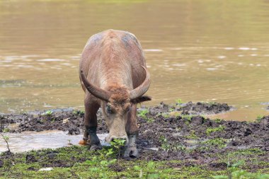 Nehirde yüzen bizonlar.