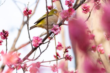 Japonya 'da ilkbaharda Japon kuşuyla birlikte pembe çiçek açar..