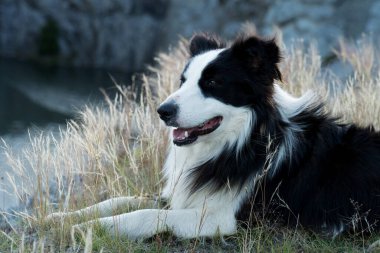 Köpek otlakta dinleniyor, uzaklara bakıyor.