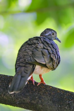 Geopelia humeralis perching on branch clipart