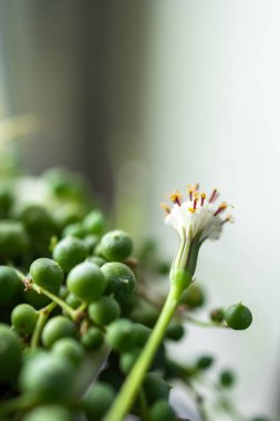 Yumuşak ışıkta açan beyaz çiçekli inciler dizisi.