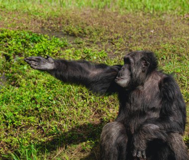 Uzanmış elli maymun yardım ediyor.