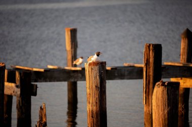 Bir martı, sakin sularda, yıpranmış bir tahta direğin üzerinde dinlenir.