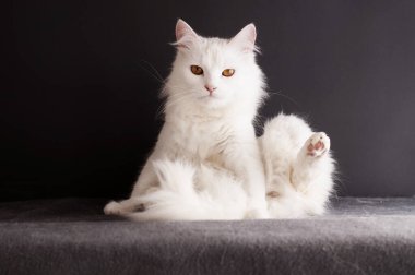 Garip bir pozisyonda Güzel Türk Angora Kedisi