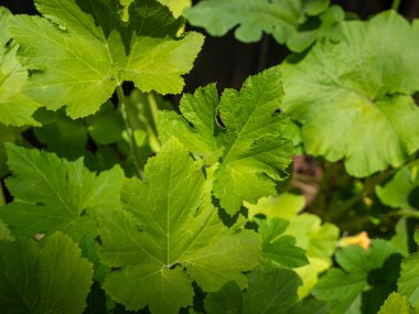 Güneş ışığında büyüyen canlı kabak yapraklarına yakın çekim.