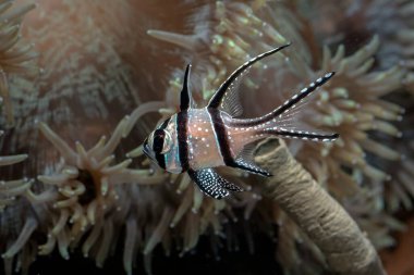 Beautiful banggai cardinal fish at coral reef clipart