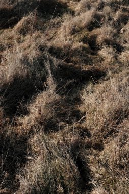 Kışın kurumuş çimen bitkisi