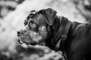 Bir pitbull köpeğinin siyah beyaz portresi.