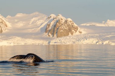 Kambur balinanın kuyruğu. Antarktika 'daki balinalar.