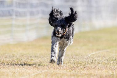 Safkan Standart Kaniş Koşan Yem Pistinde Koşan Köpek Sporu