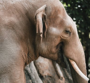 Hayvanat bahçesindeki fil.