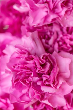 Canlı Pembe Karanfil Yapraklarının Yakın Çekimi