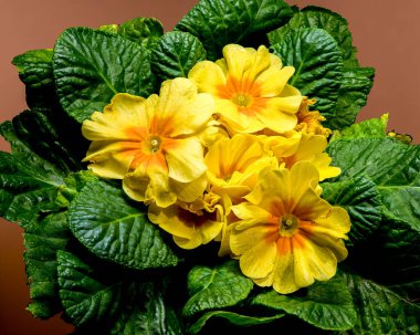 Sarı Primula Çiçekleri Bloom kahverengi arka planda