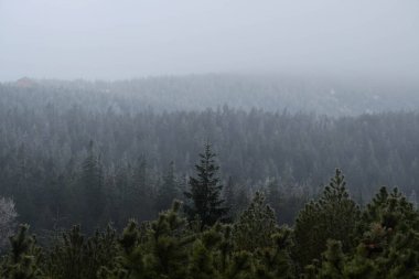 Huysuz ve sisli kış ormanı manzarası