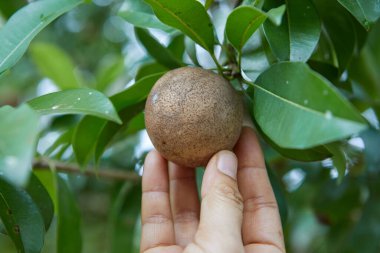 Dal üzerinde olgunlaşmamış Sapodilla ya da Ciku meyvesine yakın çekim