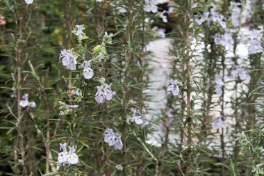 Çiçekli Biberiye Bitkisinin Makro Kapanışı