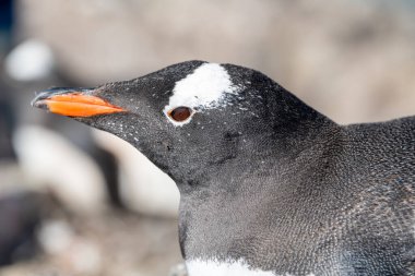 Antarktika 'daki gentoo penguenleri. Vahşi doğa.