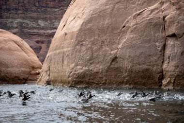 A flock of ducks take off from the water rock wall backdrop clipart