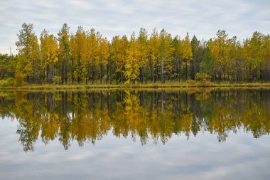 Sakin göl suyuna yansıyan altın sonbahar ormanı