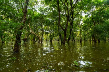 Mangrove yağmur ormanları, Kampong Phluk yüzen köy