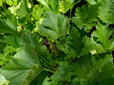 Kabak bitkisinin güneş ışığında büyüyen yapraklarının yakın çekimi
