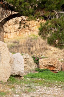 Antik taşlar ve yemyeşil çam ağacının altında