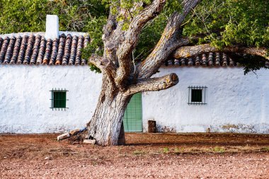 Alhambra 'da bir evde ceviz ağacı