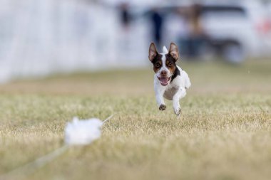 Danimarka-İsveç Çiftlik Köpeği Koşu Alanı Koşu Pisti Hızlı Köpek Sporu