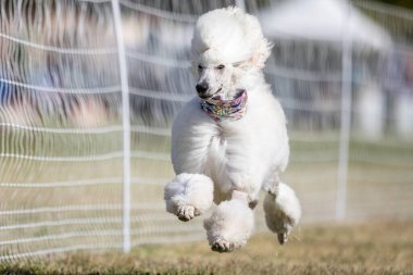 Safkan Standart Kaniş Koşan Yem Pistinde Koşan Köpek Sporu