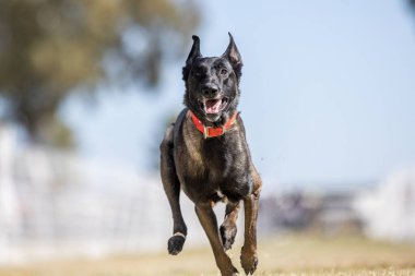 Malinois Belçika Çoban Köpeği Koşu Alanı