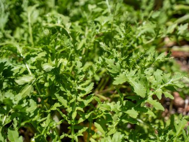 Güneşli bir bahçede yetişen taze roka yapraklarının yakın çekimi.