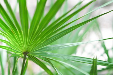 Yumuşak odaklı arka Grou olan canlı yeşil bir palmiye yaprağının yakın çekimi