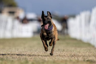 Malinois Belçika Çoban Köpeği Koşu Alanı