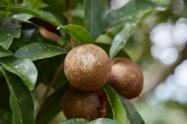 Dal üzerinde olgunlaşmamış Sapodilla veya Ciku meyvelerinin yakın plan görüntüsü