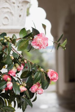 Yeşillik çeşitliliğinde pembe güller.