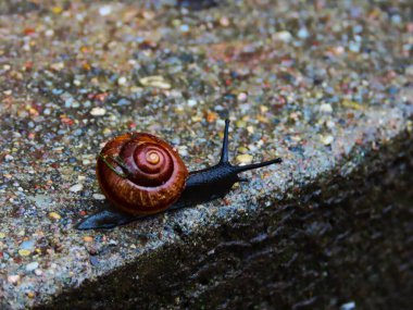 Yağmurdaki salyangoz