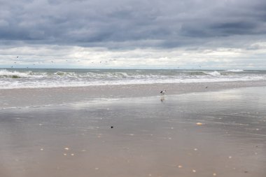 Fırtınalı bir günde Ocracoke sahilinde yalnız bir martı duruyor.