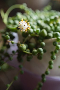 Narin beyaz çiçekli bir inci dizisine yakın plan.