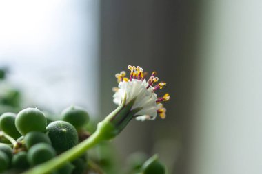 Narin beyaz yapraklı bir inci dizisinin makro çekimi.