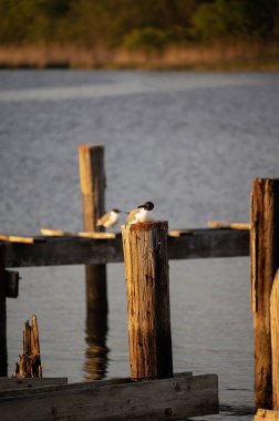 Gün batımında sakin suların kıyısında yıpranmış bir tahta direkte dinlenen martı.
