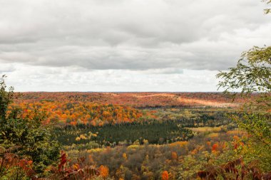 Yuvarlanan Tepelerin Üzerinde Canlı Sonbahar Yeşilliği