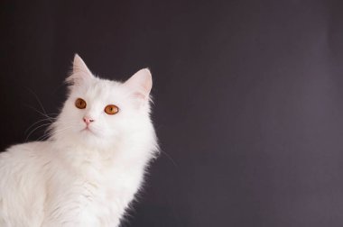 Güzel bir Türk Angora Kedisinin Portresi