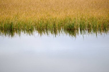 Sonbaharda sakin su yüzeyine yansıyan kuru otlar.